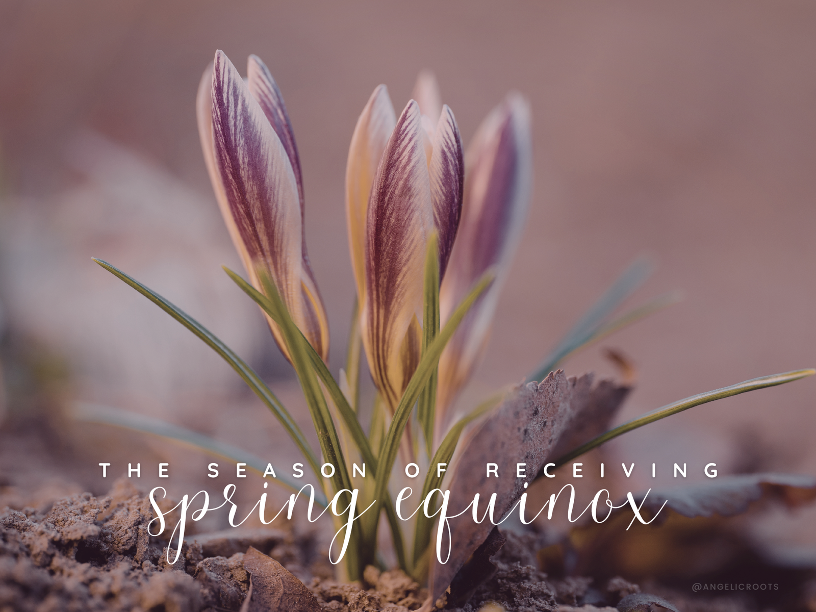 Spring Equinox: The Season of Receiving