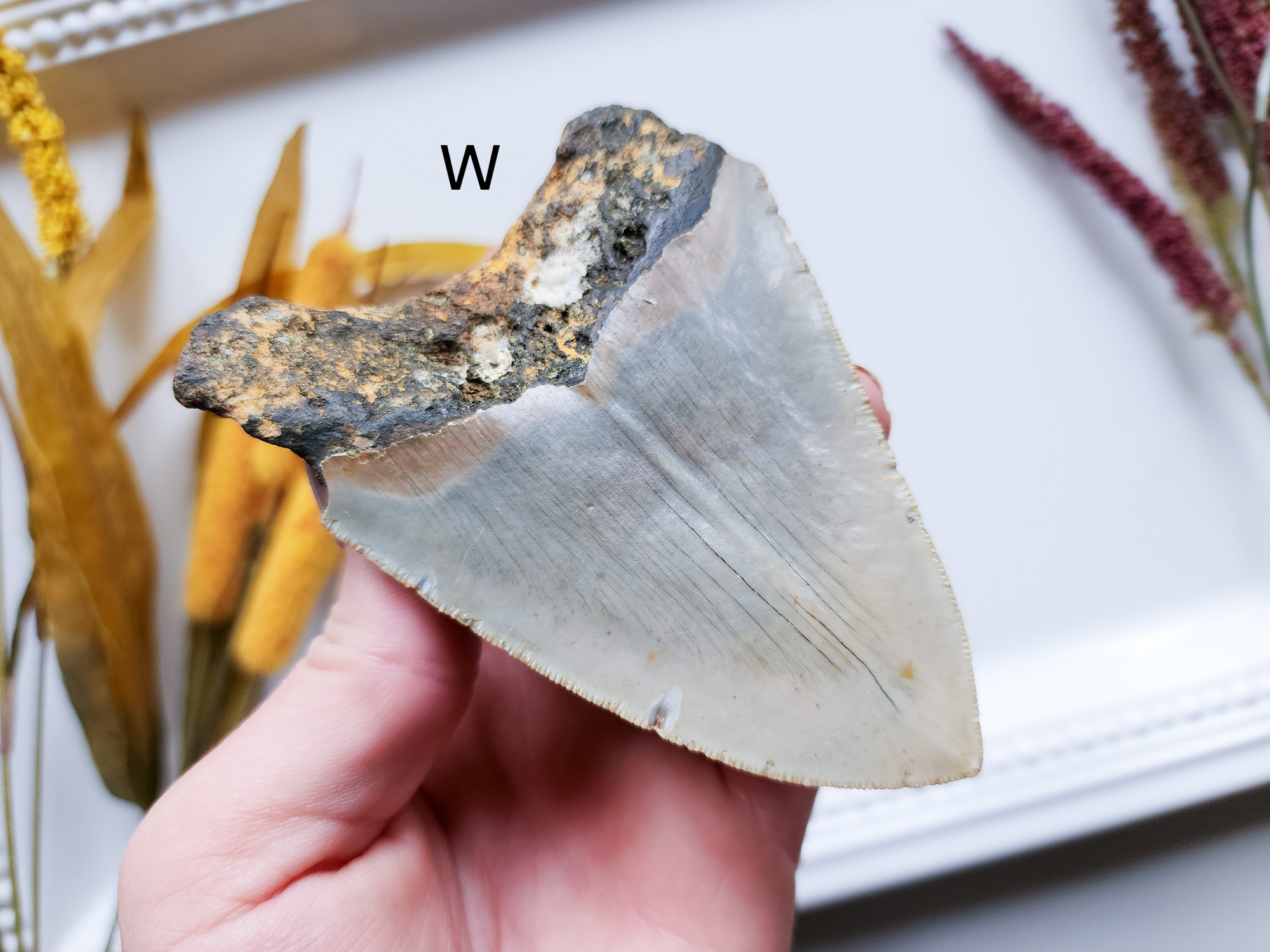 Megalodon Fossil Shark Tooth