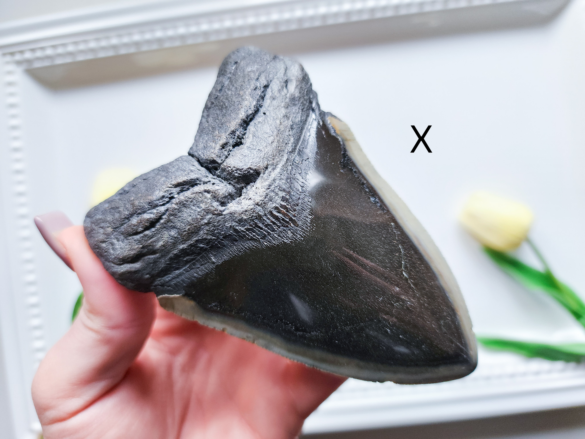 Megalodon Fossil Shark Tooth