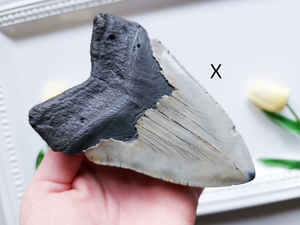 Megalodon Fossil Shark Tooth