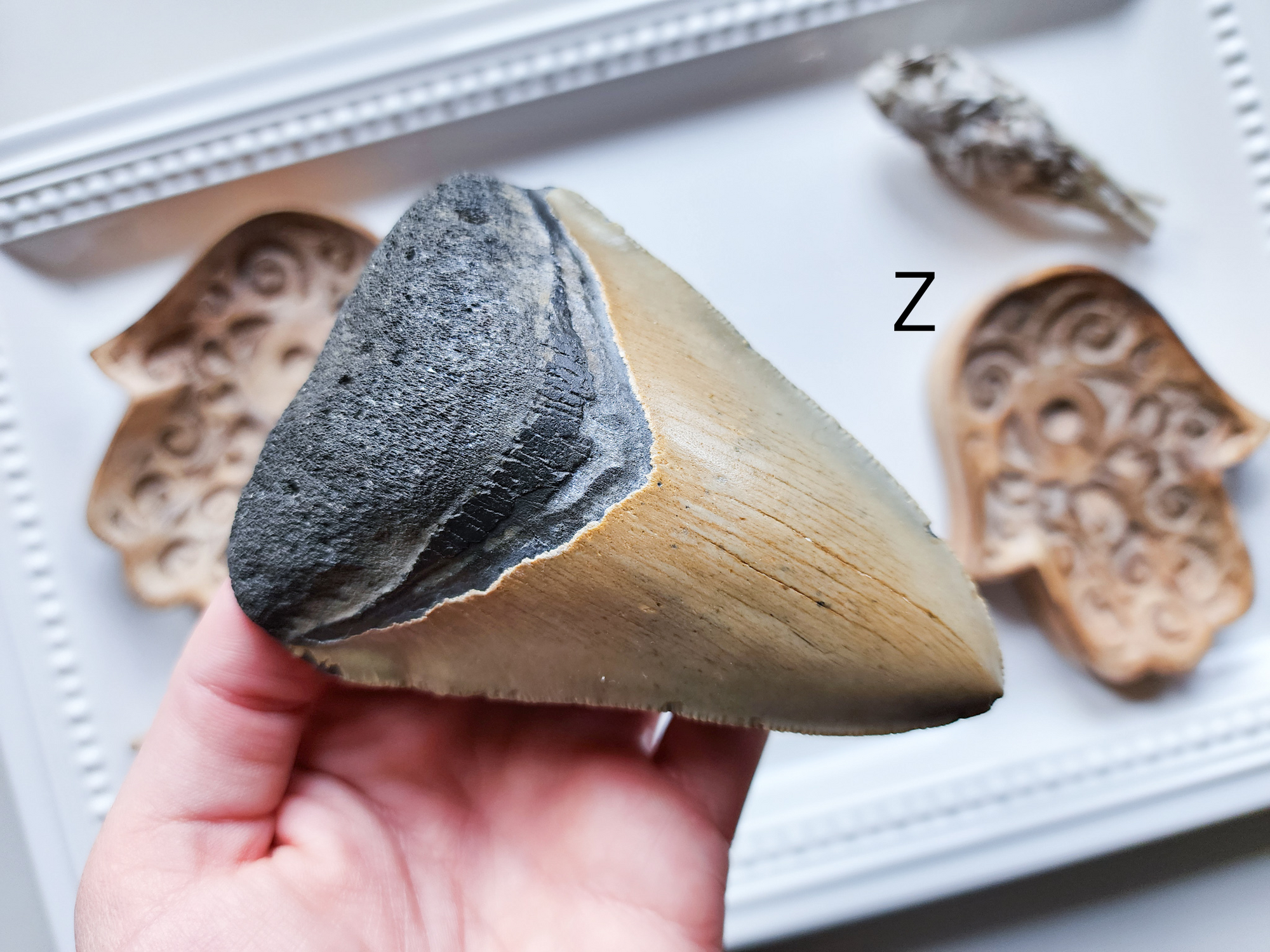 Megalodon Fossil Shark Tooth