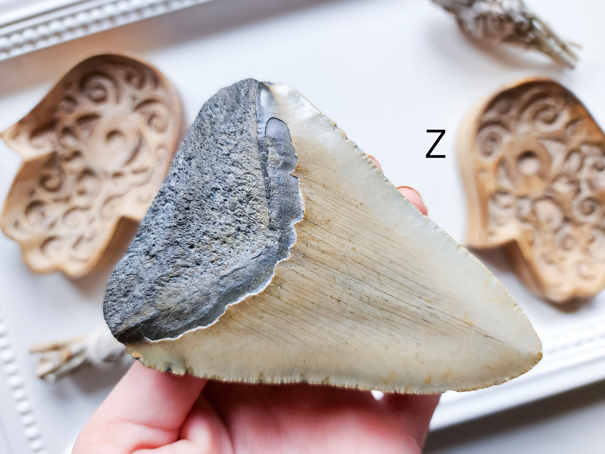 Megalodon Fossil Shark Tooth