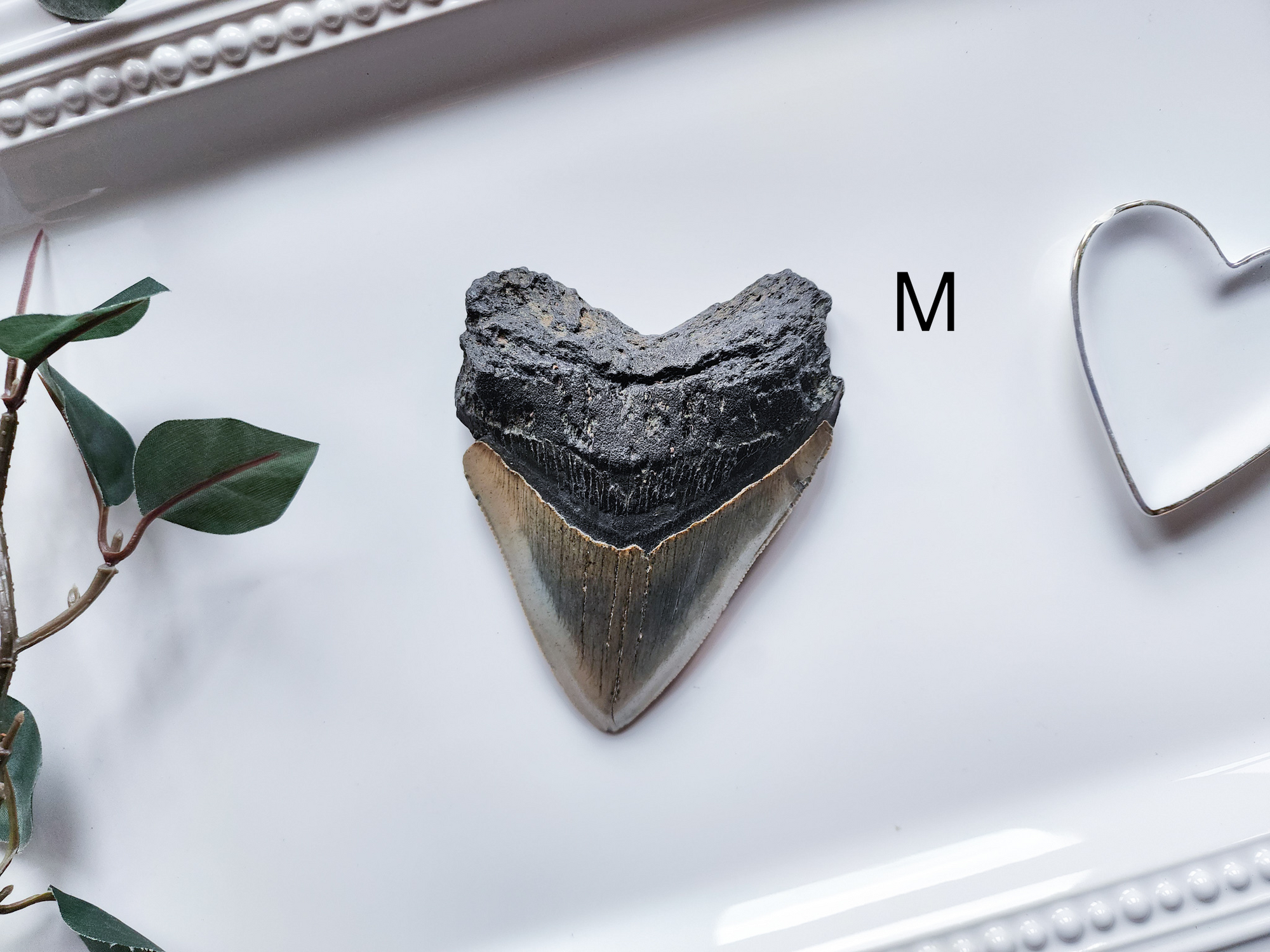 Megalodon Fossil Shark Tooth