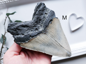 Megalodon Fossil Shark Tooth