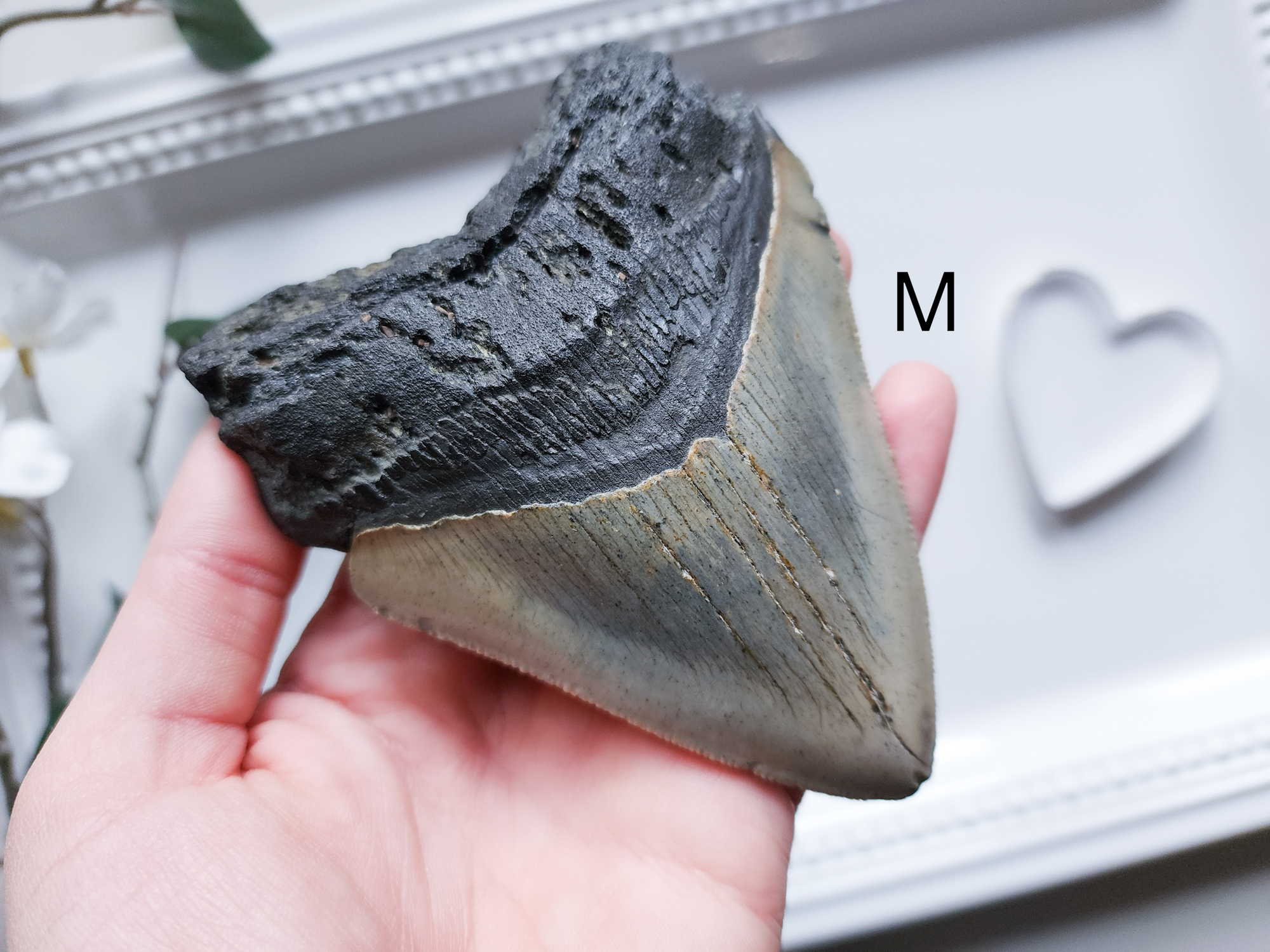 Megalodon Fossil Shark Tooth