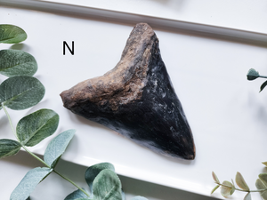 Megalodon Shark Tooth Fossil || Indonesia