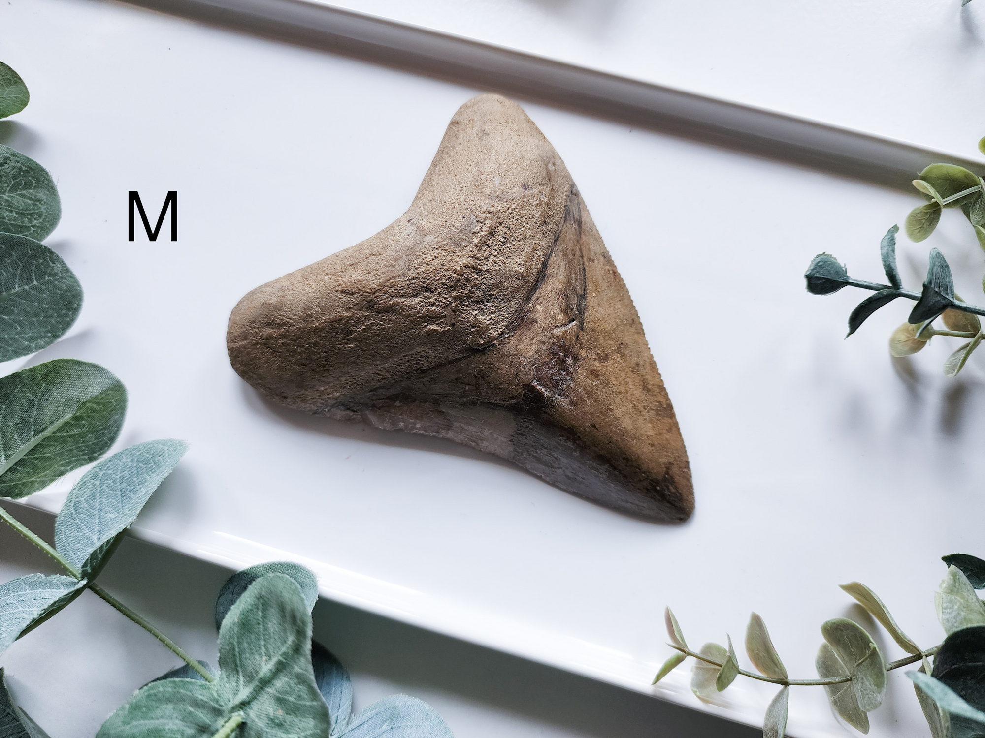 Megalodon Shark Tooth Fossil || Indonesia