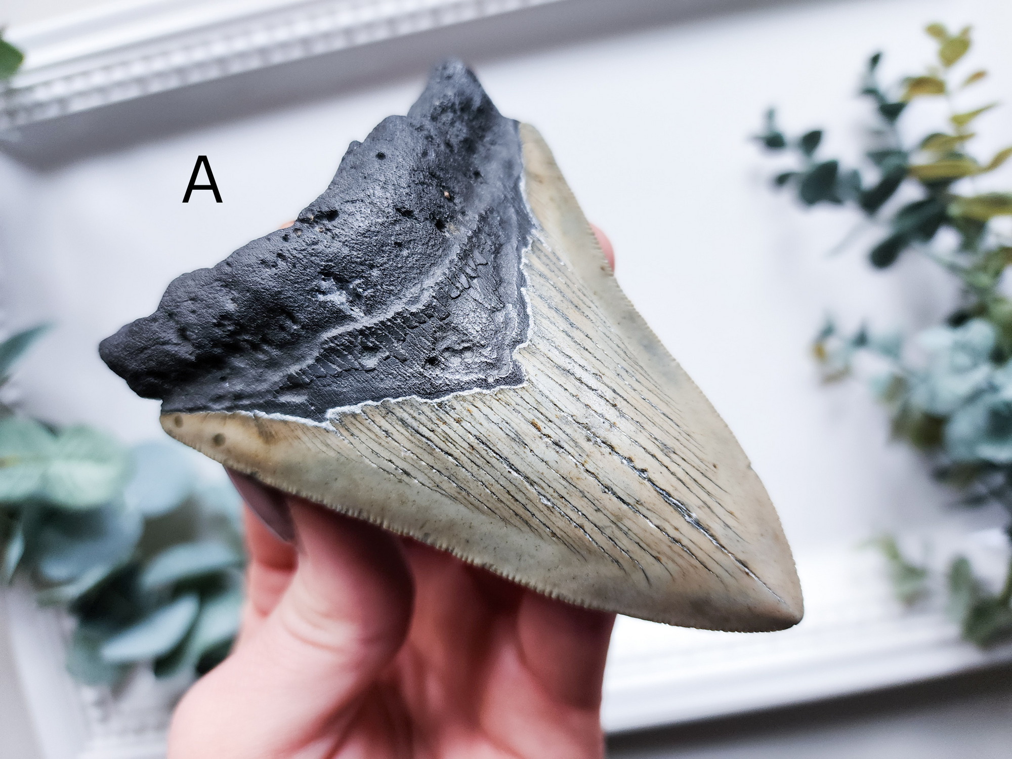 Megalodon Fossil Shark Tooth