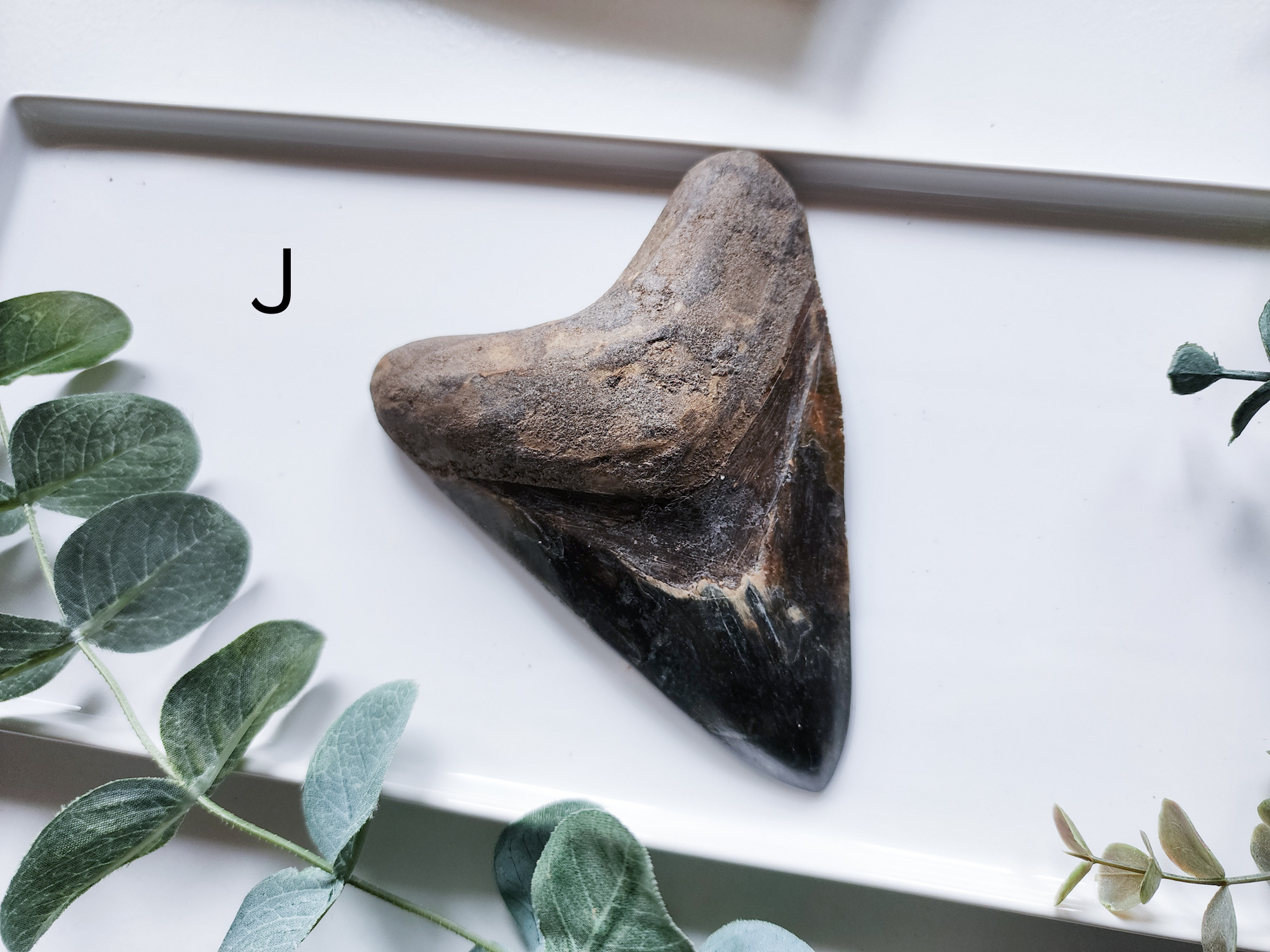 Megalodon Shark Tooth Fossil || Indonesia