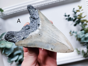 Megalodon Fossil Shark Tooth