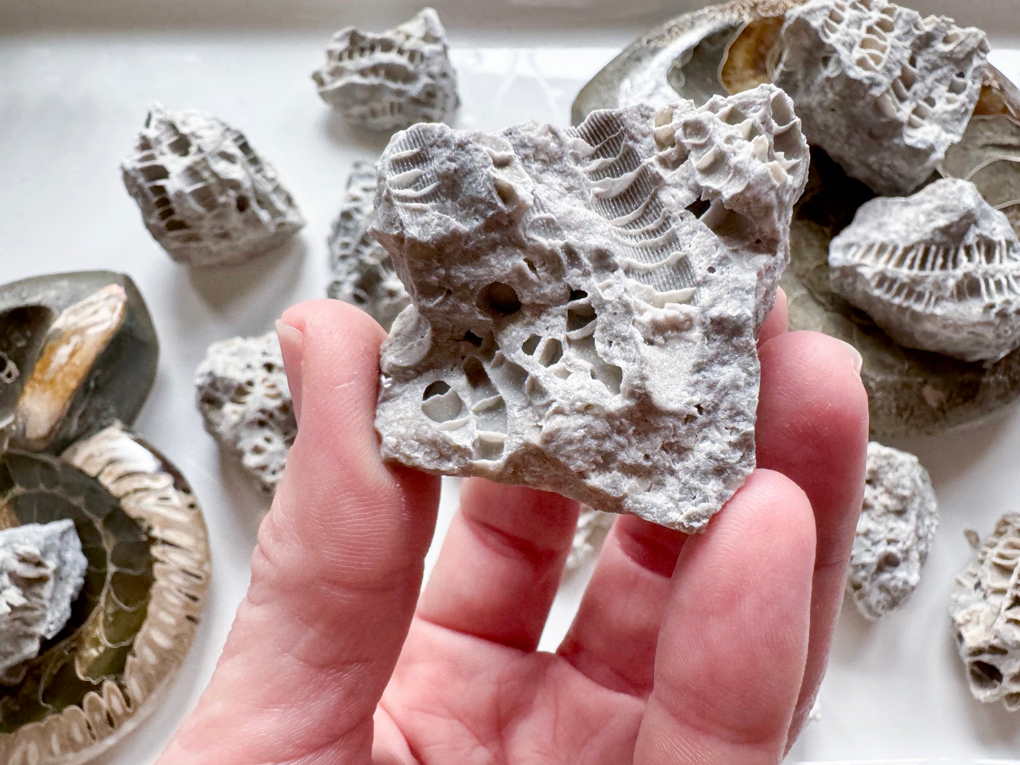 Druzy Fossil Coral || Clay Center, Ohio