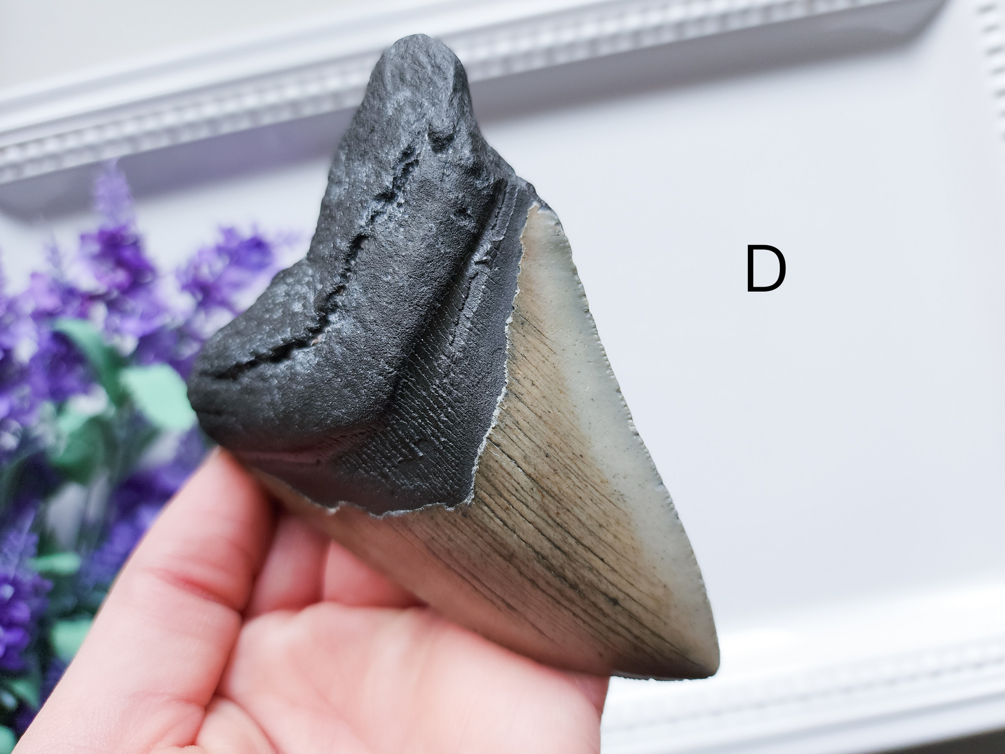 Megalodon Fossil Shark Tooth