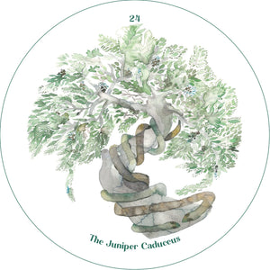 The Cantigee Oracle: An Ecological Spiritual Guide and Creative Prompt Deck || Rae Diamond