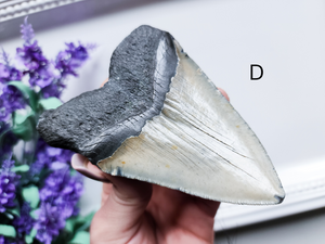 Megalodon Fossil Shark Tooth