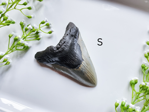 Megalodon Fossil Shark Tooth