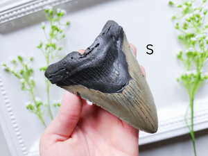 Megalodon Fossil Shark Tooth