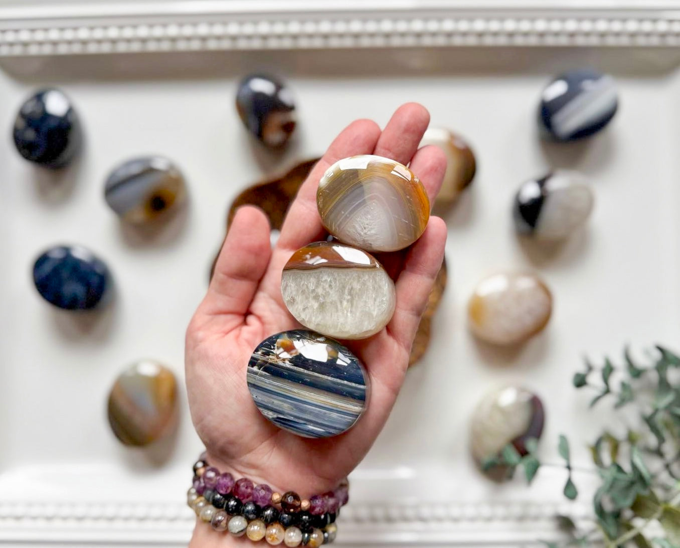 Agate Palm Stone || Brazil