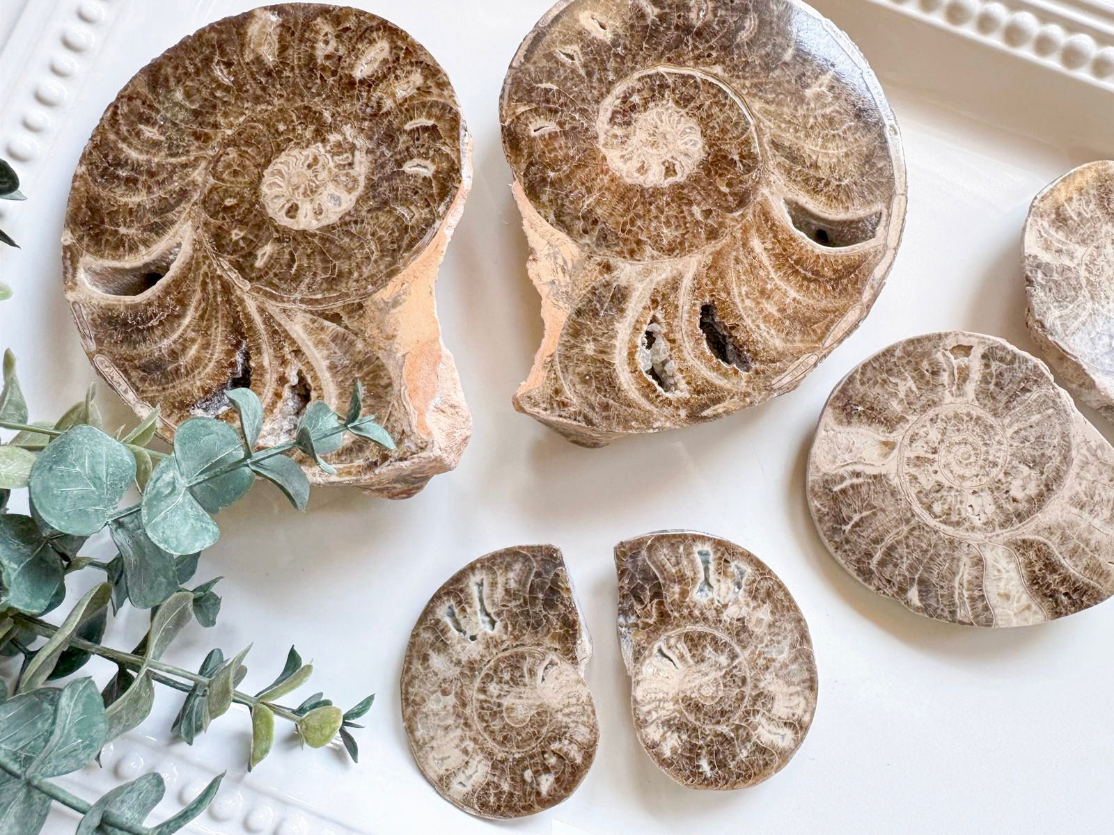 Ammonite Pair || Raw & Polished