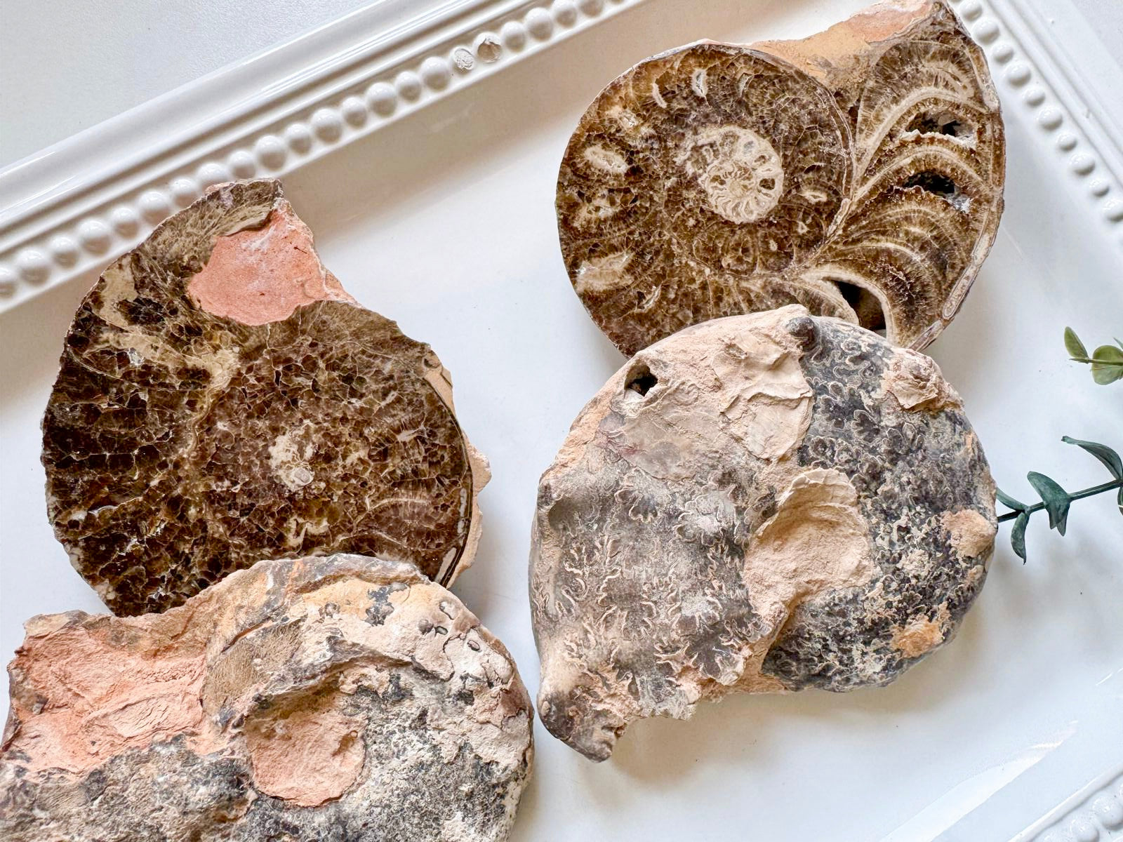 Ammonite Pair || Raw & Polished