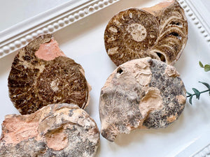 Ammonite Pair || Raw & Polished