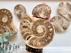 Ammonite Pair || Raw & Polished