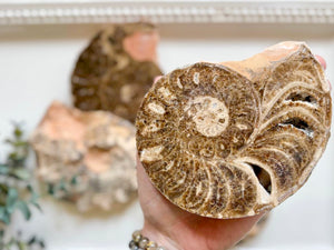 Ammonite Pair || Raw & Polished