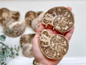Ammonite Pair || Raw & Polished