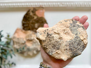 Ammonite Pair || Raw & Polished
