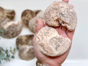 Ammonite Pair || Raw & Polished