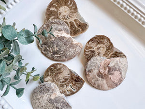 Ammonite Pair || Raw & Polished