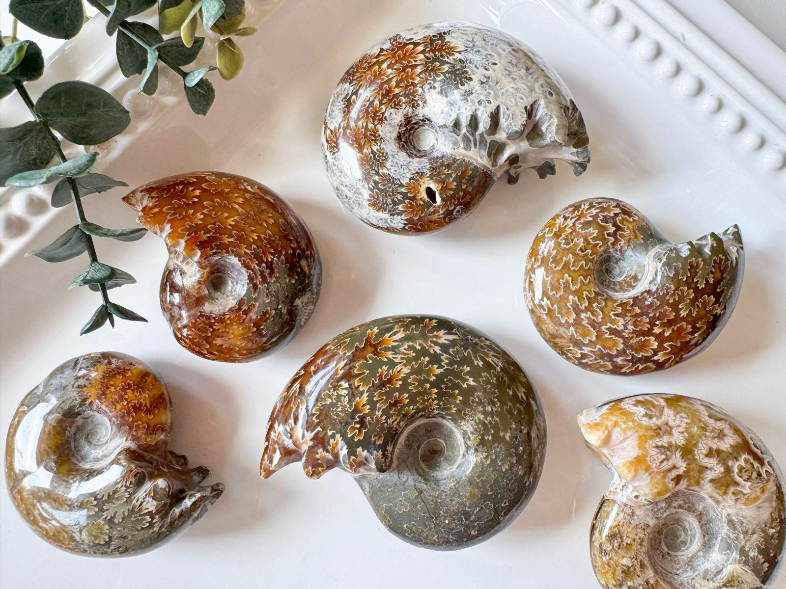 Ammonite with Tentacles
