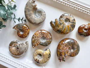 Ammonite with Tentacles