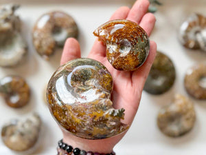 Ammonite with Tentacles