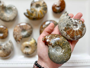 Ammonite with Tentacles
