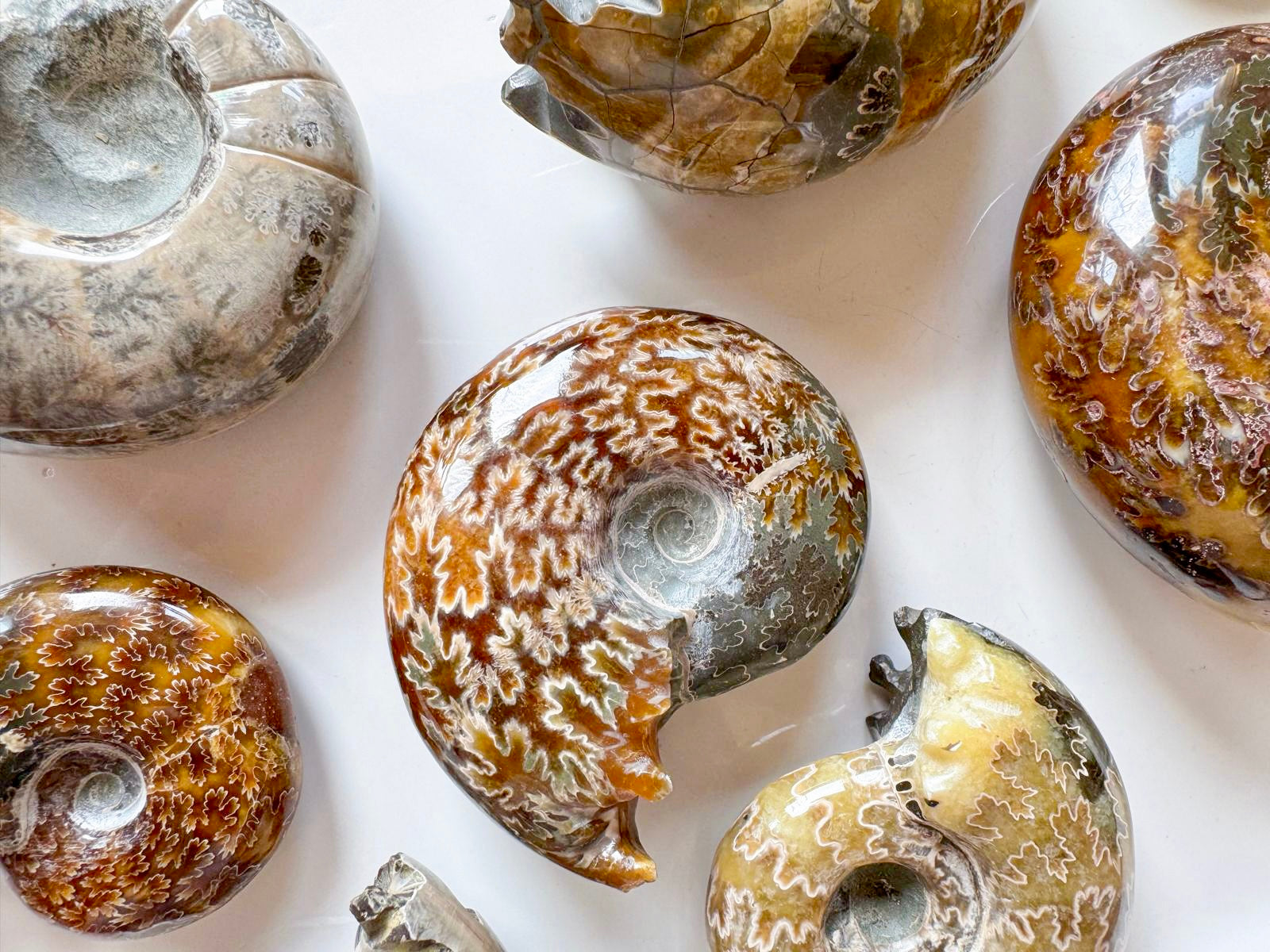 Ammonite with Tentacles
