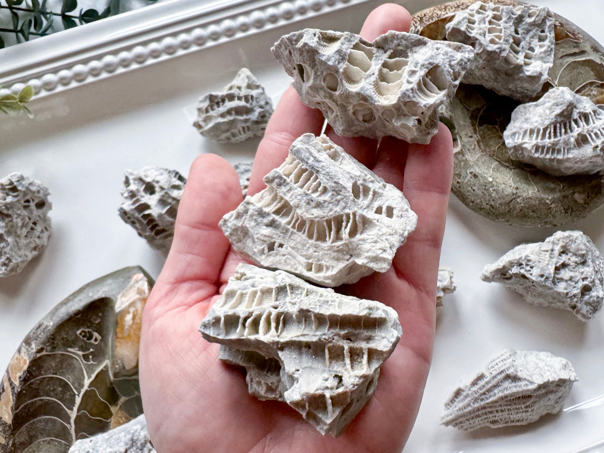 Druzy Fossil Coral || Clay Center, Ohio
