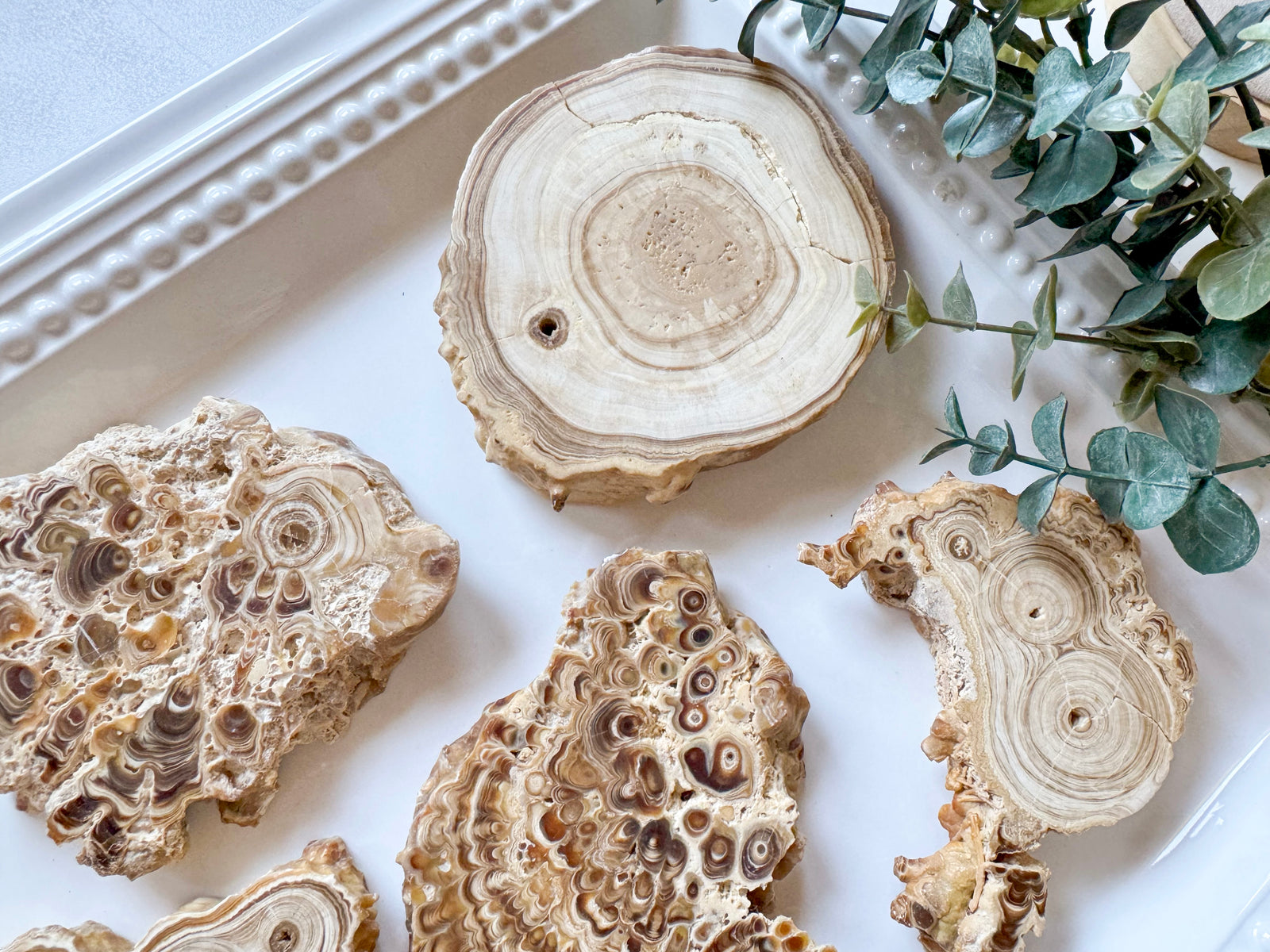 Calcified Petrified Wood Slice || Morocco