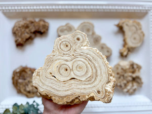 Calcified Petrified Wood Slice || Morocco