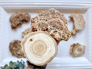 Calcified Petrified Wood Slice || Morocco