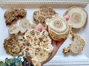 Calcified Petrified Wood Slice || Morocco