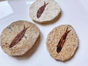 Fish Fossil (Circle) || Fossil Lake Kemmer, Wyoming