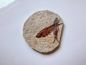 Fish Fossil (Circle) || Fossil Lake Kemmer, Wyoming