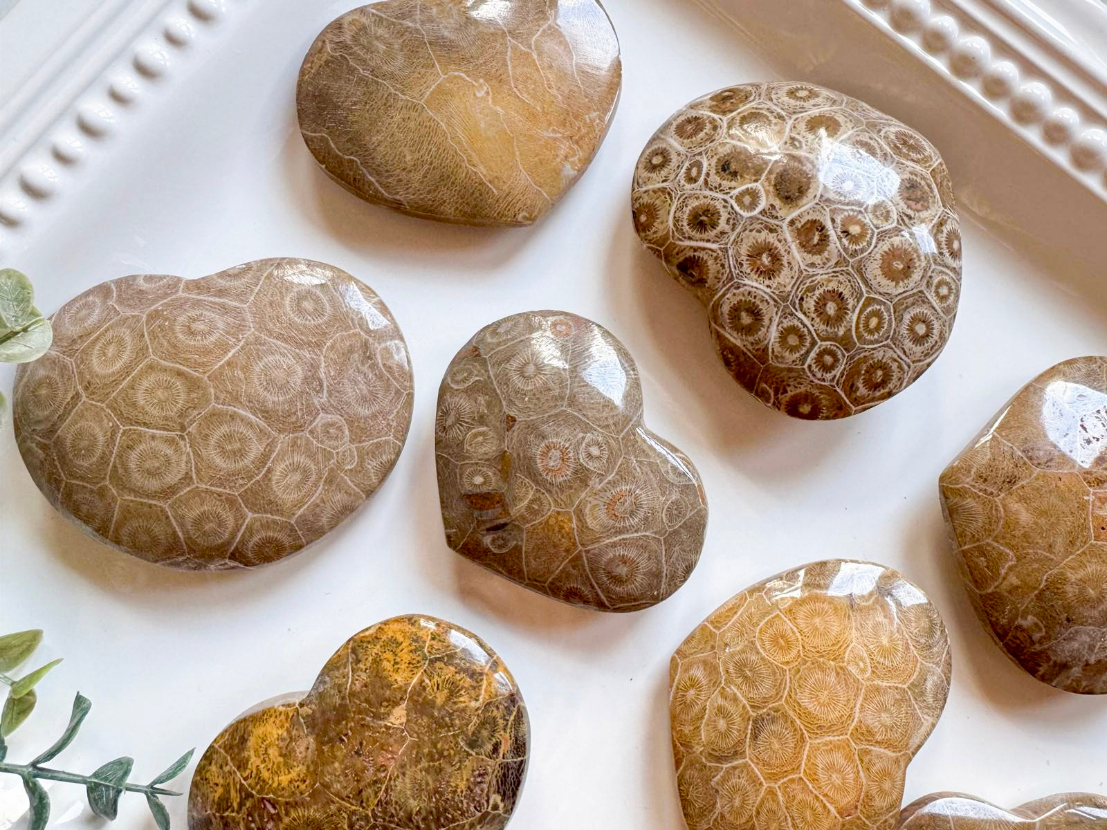 Fossilized Coral Heart || Morocco