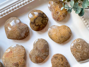 Fossilized Coral Heart || Morocco