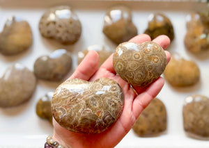 Fossilized Coral Heart || Morocco