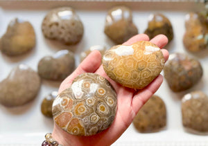 Fossilized Coral Heart || Morocco