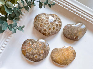 Fossilized Coral Heart || Morocco