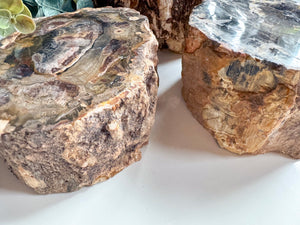 Petrified Wood Limb Cast || Madagascar