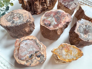 Petrified Wood Limb Cast || Madagascar