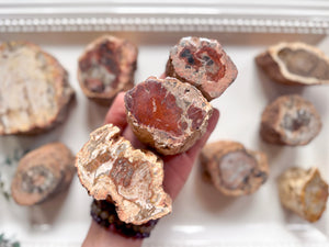 Petrified Wood Limb Cast || Madagascar